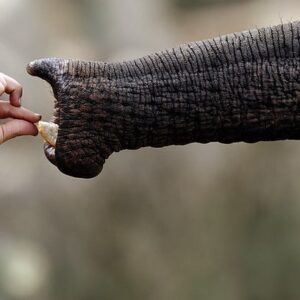 HELICOPTER SAFARI + ELEPHANT INTERACTION & LUNCH for 2 - Hartebeespoort