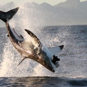 SHARK BREACHING - Cape Town