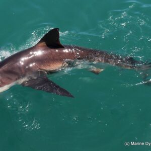SHARK CAGE DIVING FULL DAY  - GANSBAAI