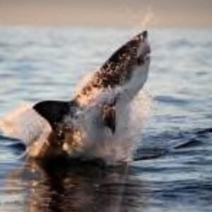 AIR JAWS/SHARK BREACHING GREAT WHITE SHARK EXPERIENCE (SELF DRIVE) – FALSE BAY