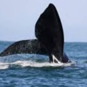 WHALE WATCHING BY BOAT (SELF DRIVE) – GANSBAAI/HERMANUS